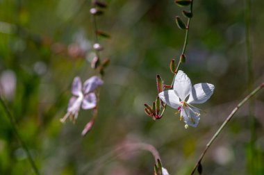 Gaura lindheimeri saat otu arı çiçekleri dönen kelebekler çiçek açan beyaz çiçekler, uzun çiçek açan Kızılderili tüyü bitkileri dalları.
