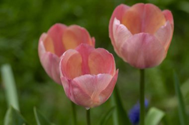 Parlak açık pembe renkli ülke Darwin laleleri çiçek açıyor, bahar çiçekli çiçek açan çiçek yaprakları süs bahçesinde.