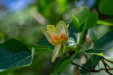 Liriodendron tulipifera. Çiçek açmış güzel süs ağacı. Amerikan lale ağacı lalesi çiçek açıyor.