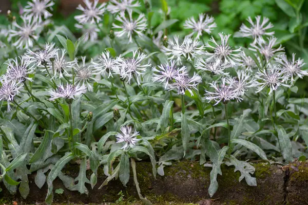 Stock image Centaurea montana perennial mountain cornflower in bloom, cultivated alba snowy white montane knapweed bluet alba flowering plant