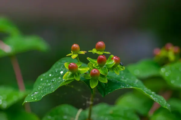 Stock image Hypericum androsaemum tutsan bright yellow flowers in bloom, ornamental flowering petal garden plant with fruit