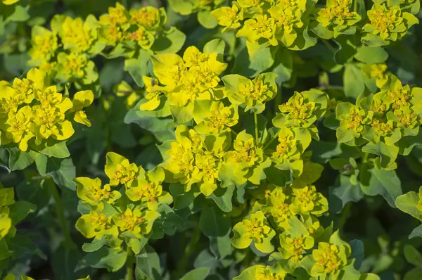 stock image Euphorbia epithymoides cushion spurge bushy plant in bloom, sprintime ornamental garden bright yellow color flowering plant