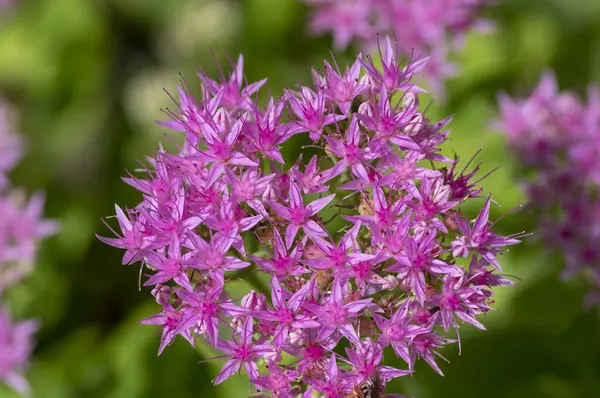 stock image Hylotelephium sedum spectabile autumnal purple flowering ornamental plant, beautiful autumn joy stonecrop flowers in bloom, green leaves