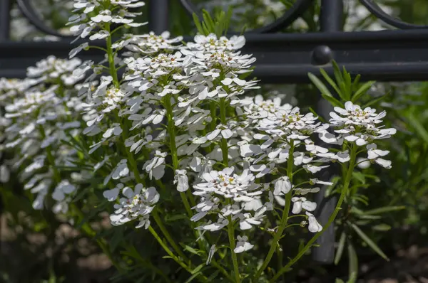 stock image Iberis sempervirens evergreen candytuft perenial flowers in bloom, group of bright white springtime flowering rock plants in metal fence