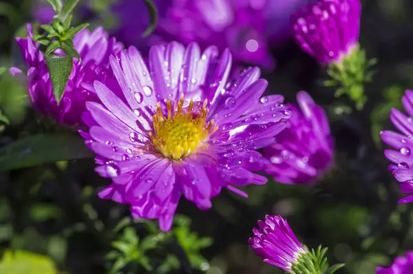 stock image Symphyotrichum novi-belgii flowering ornamental plant, beautiful summer autumn rich petal flowers in bloom