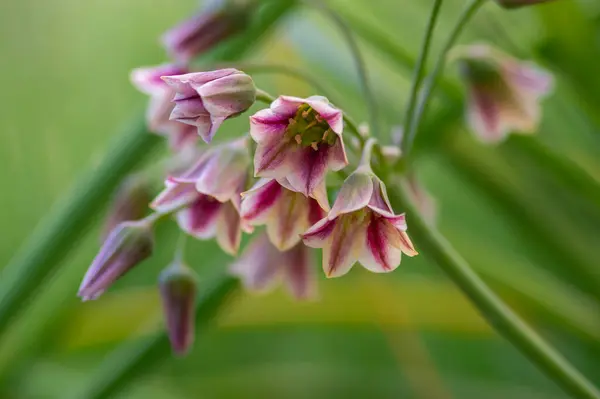 stock image Allium siculum honey sicilian lily garlic flowers in bloom, beautiful springtime ornamental flowering plant, small bells on tall stem