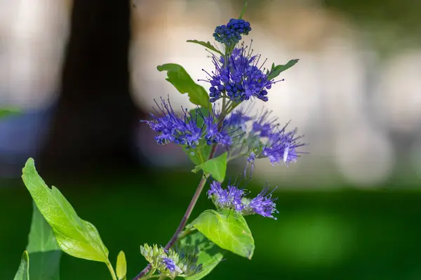 stock image Caryopteris clandonensis bluebeard bright blue flowers in bloom, ornamental autumnal flowering parkland plant