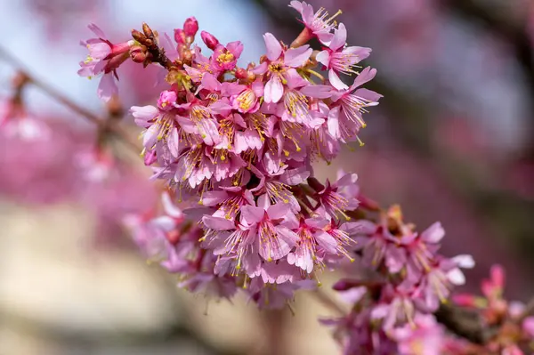 stock image Prunus incam okame cherry ornamental small tree flowers in bloom, beautiful pink plant early spring flowering branches