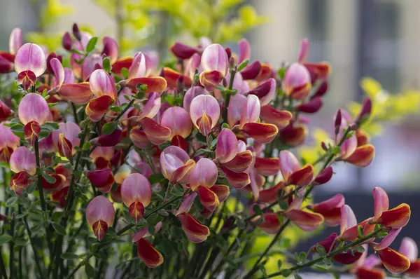 stock image Cytisus scoparius scrotch broom ornamental flowers in bloom on long branches, purple pink bright color flowering plant