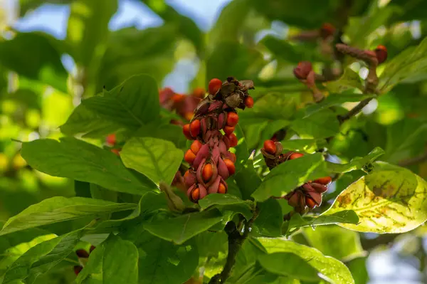 stock image Magnolia soulangeana tree branches with green and yellow leaves and pink seed cones with bright orange seeds, autumnal nature