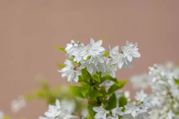 stock image Deutzia gracilis duncan Chardonnay pearls bright white flowering shrub, beautiful ornamental tiny flowers in bloom