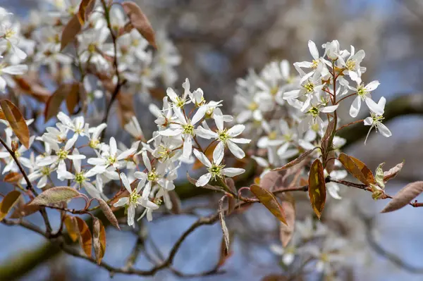 stock image Amelanchier lamarckii deciduous flowering shrub, group of snowy white petal flowers on branches in bloom in springtime