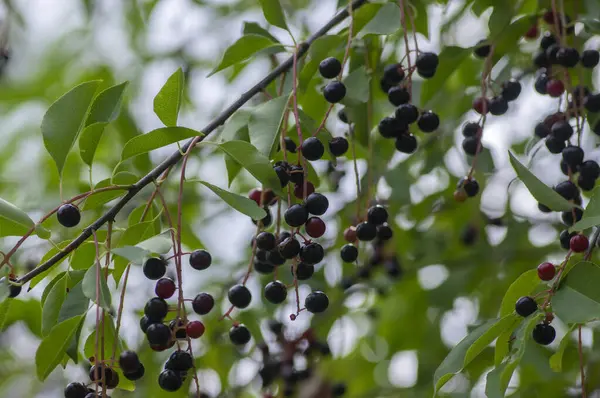 Stock image Prunus padus bird cherry hackberry tree branches with hanging black and red fruits, green leaves in autumn daylight, herbal berry medicine