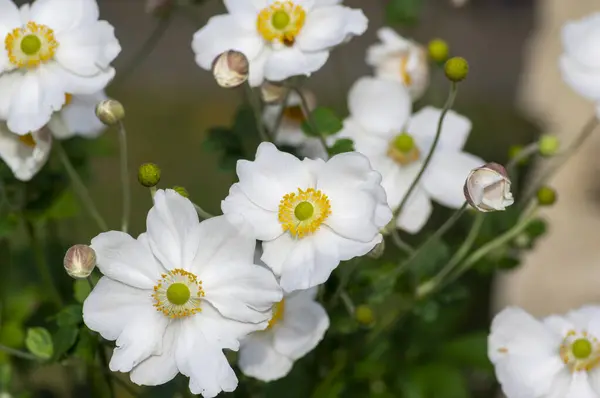 Stock image Anemone hupehensis praecox pink petal simplicity beautiful flowers in bloom, windflowers flowering pretty lady maria cultivated plants in the garden