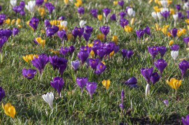 Çiçekli tarla vernus bitkileri, bir grup parlak renkli ilkbahar çiçekleri çiçek, yeşil çimenler