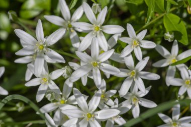 Ornithogalum umbellatum grass lily in bloom, small ornamental and wild bright white flowering springtime plant