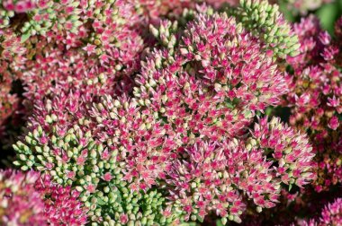 Hylotelephium sedum spectabile autumnal purple flowering ornamental plant, beautiful autumn joy stonecrop flowers in bloom, green leaves