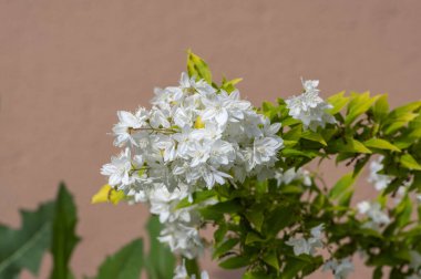 Deutzia gracilis Duncan Chardonnay parlak beyaz çiçekli çalılar, çiçek açmış güzel süs çiçekleri