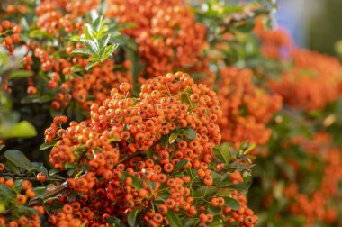 Pyracantha coccinea kırmızısı ateş dikenli süs çalısı, parlak turuncu meyve grubu sonbahar çalılığında asılı, yeşil yapraklar
