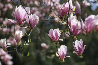 Magnolia soulangeana ayrıca çay tabağı manolyası olarak da bilinir. Çiçek açan bahar ağacı, dallarında güzel pembe beyaz bir çiçek, mavi gökyüzü.