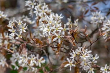 Amelanchier lamarckii deciduous flowering shrub, group of snowy white petal flowers on branches in bloom in springtime clipart