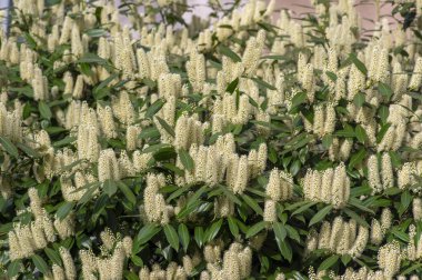 Prunus laurocerasus kiraz çiçekli bitkiler, çalılıklardaki beyaz çiçekler, yeşil yapraklar, süs bahçesi