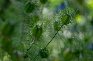 Nigella Damascena tohumu zehirli alkaloit kapsüller, yeşil yapraklar