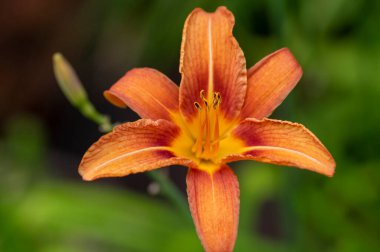 Hemerocallis fulva çiçek açmış güzel portakal bitkileri, doğal park bahçesinde çiçekli süs çiçekleri.