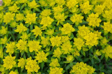 Euphorbia epithymoides cushion spurge bushy plant in bloom, sprintime ornamental garden bright yellow color flowering plant clipart