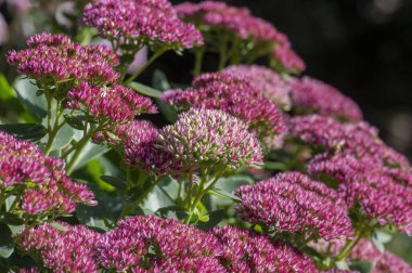 Hylotelephium sedum spectabile autumnal purple flowering ornamental plant, beautiful autumn joy stonecrop flowers in bloom, green leaves clipart