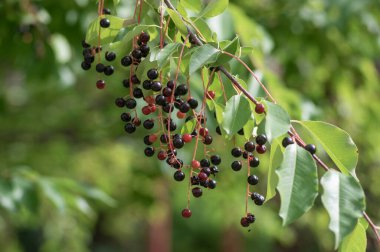 Prunus padus bird cherry hackberry tree branches with hanging black and red fruits, green leaves in autumn daylight, herbal berry medicine
