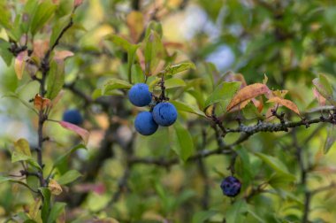 Prunus spinosa blackthorn sloe with blue ripening fruit on funches with leaves early umn