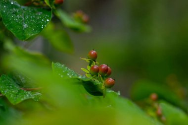 Hypericum androsaemum tutsan çiçek açan parlak sarı çiçekler, çiçek açan meyve bahçeleri