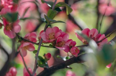 Chaenomeles japonica maules quince quince çiçekli çalı, güzel pembe renkli çiçekler bahar dallarında çiçek açar