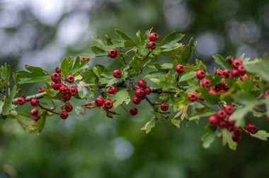 Crataegus monogyna common one-seed hawthorn hawberry with red ripened fruits on tree branches with leaves clipart