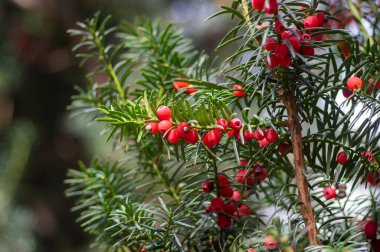 Taxus baccata common european english yews tree shrub branches with green leaves needles and red berry like cones with seeds clipart