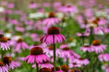 Ekinezya purpurea mor ve beyaz koni çiçekleri çiçek açan bitkiler, çiçek açmış bir grup tıbbi kirpi.