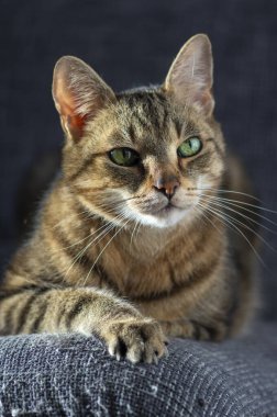Tembel Marbe evcil kedi gri kanepede, göz teması, tatlı limon gözler tekir yüzünde, yakışıklı kedicik çocuk