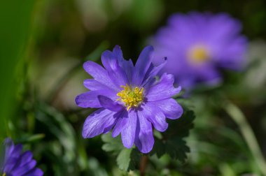 Anemone blanda Grecian winter windflower flowers in bloom, beautiful ornamental blue violet plants in bloom in springtime