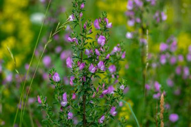 Ononis spinosa light pink and white wild flowering plant on slovenian alpine meadow, group of spiny restharrow flowers in bloom, green leaves clipart