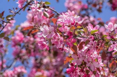 Süslü elma ağacı bitkisi baharda çiçek açar, toringo kırmızısı parlak mor yapraklar ve çiçek açan pembe süs çiçekleri