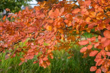 Amelanchier lamarckii Shadbush rengarenk sonbahar çalıları Güzel kırmızı turuncu yapraklarla dolu