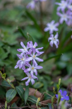 Scilla luciliae blue small springtime flowers in the grass, close up view bulbous flowering coloful blue white violet plants clipart