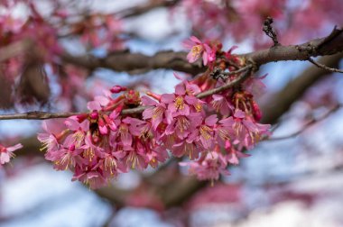 Prunus incam okame cherry ornamental small tree flowers in bloom, beautiful pink plant early spring flowering branches clipart