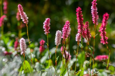 Bistorta affinis tomurcuklanan yün çiçeği, güzel mor düğüm Himalaya Persicaria bistort bitkisi bahçede, zemini kaplayan