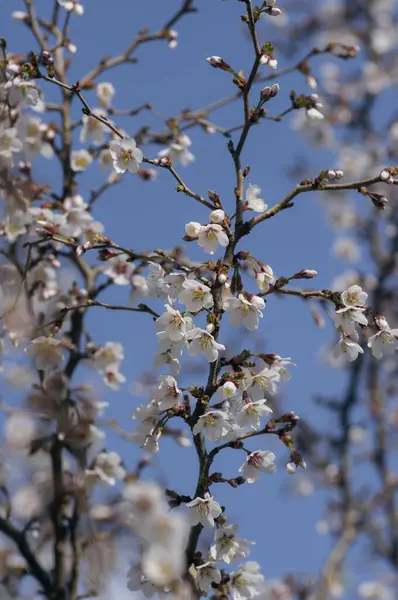 stock image Prunus incisa Kojou-no-mai flowering early spring ornamental tree, beautiful small bright white flowers in bloom on branches