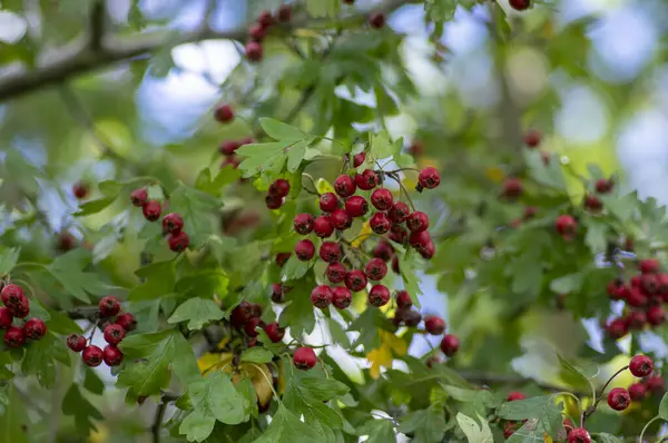 stock image Crataegus monogyna common one-seed hawthorn hawberry with red ripened fruits on tree branches with leaves