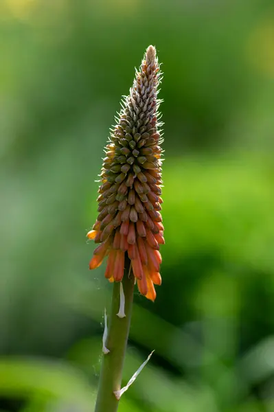 Stock image Kniphofia uvaria bright orange red bud ornamental flowering plants on tall stem, group tritomea torch lily red hot poker flowers