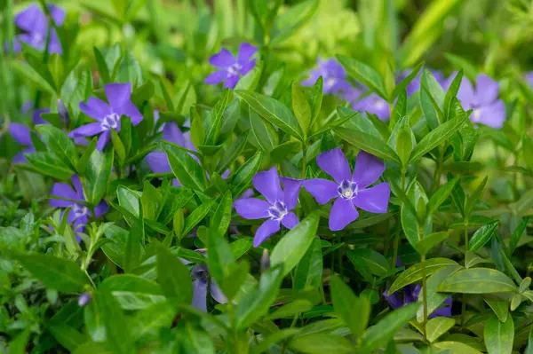 Stock image Vinca minor lesser periwinkle ornamental flowers in bloom, common periwinkle flowering plant, creeping flowers with green leaves