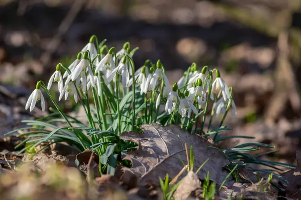 stock image Galanthus nivalis flowering plants, bright white common snowdrop in bloom in sunlight daylight on the springtime meadow